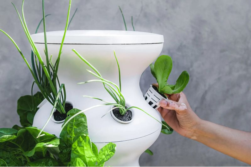 Grow Your Own Food Lettuce Grow Eco-Frienldy Home Kit